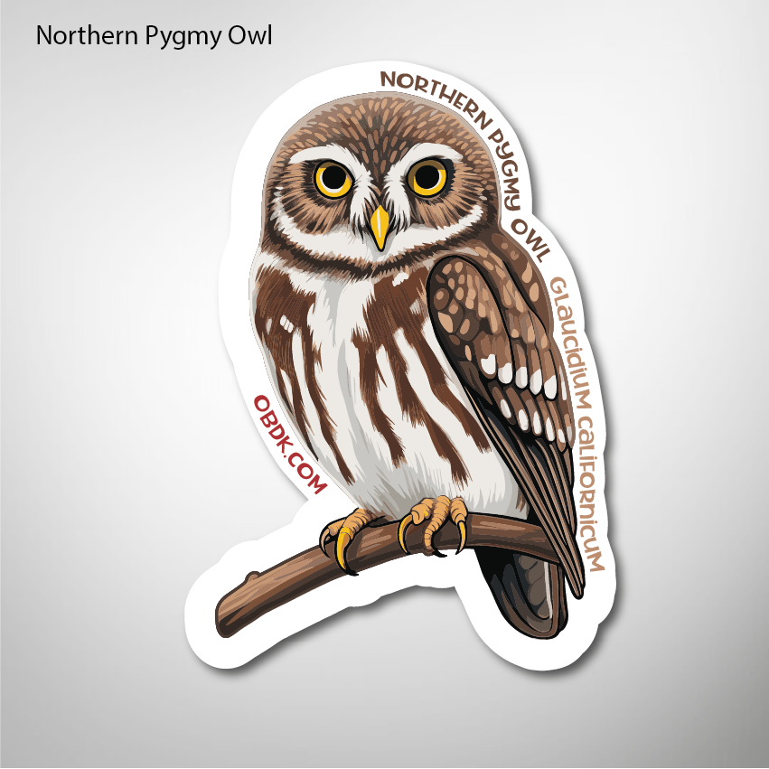 Northern Pygmy Owl 2"x2.8" Vinyl Sticker