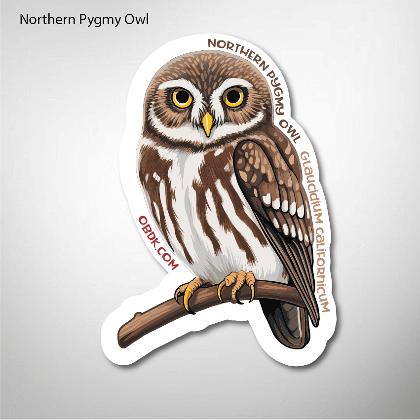 Owl Racing Sticker Northern Pygmy Owl 2