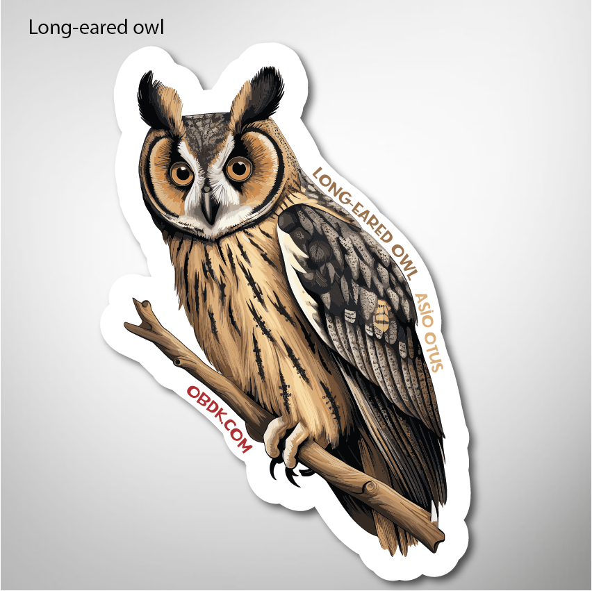 Long-eared Owl 2"x2.88" Vinyl Sticker