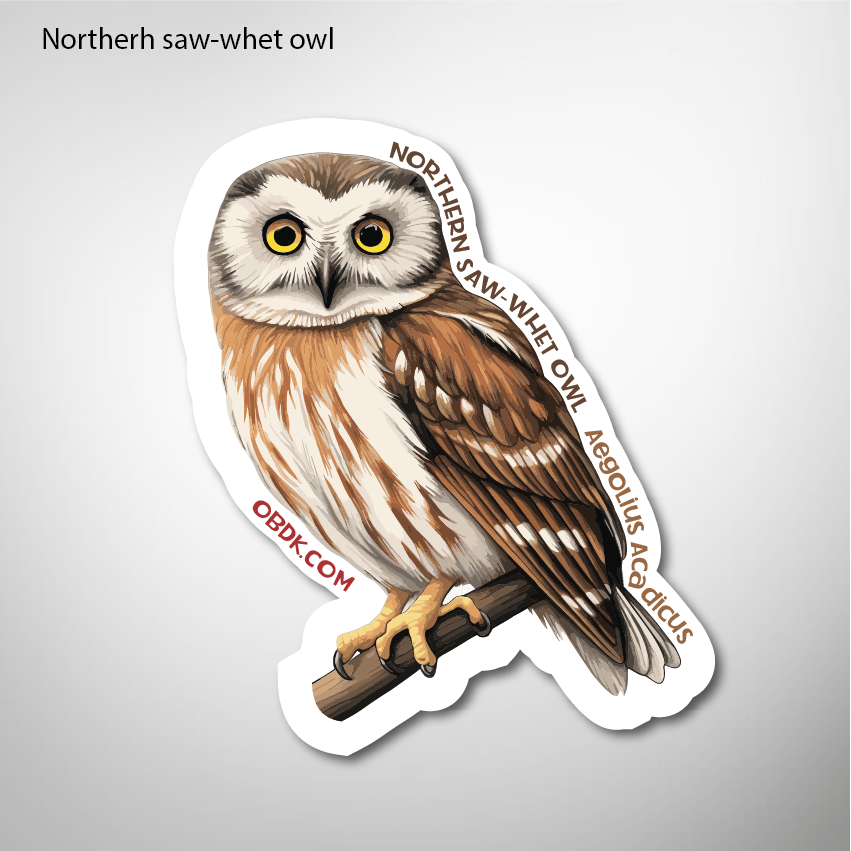 Northern Saw-whet Owl 2"x2.34" Vinyl Sticker