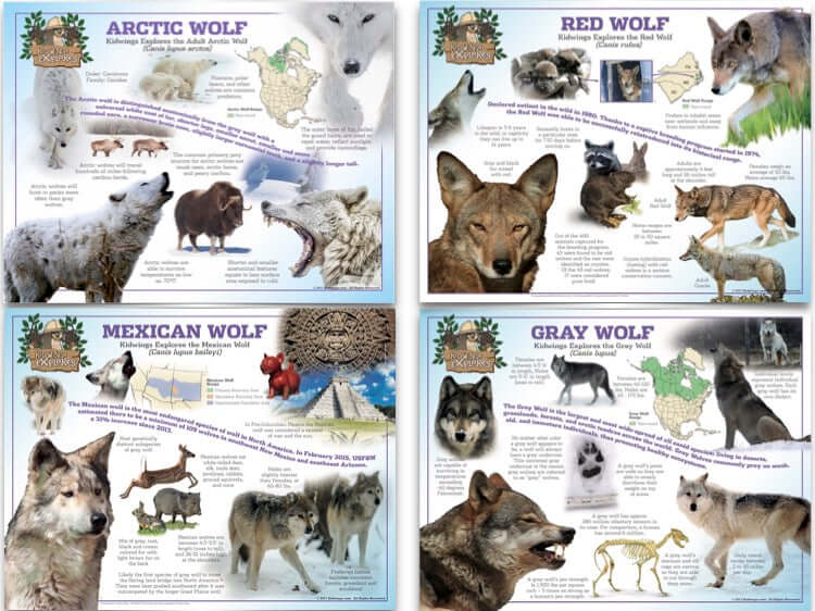 Library Display Wolves Complete Wolf Poster Set – Owl Brand Discovery Kits