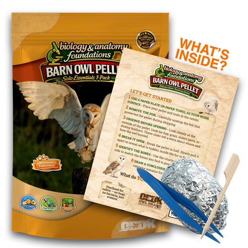 Solo Essentials Large 1-Pack Owl Pellet Activity