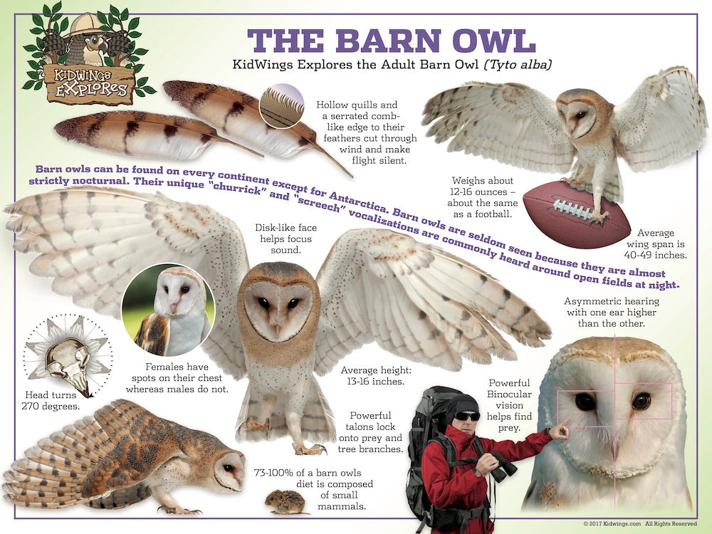 Barn Owl Laminated Poster