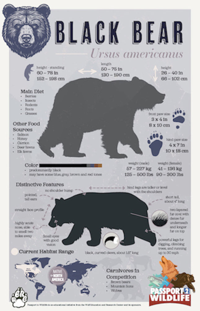 Black Bear Facts 11x17 Poster