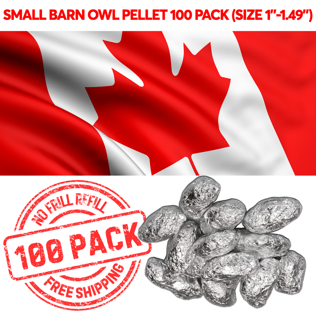 NO FRILL REFILL - 100 Small Barn Owl Pellets To Canada (Price in USD)