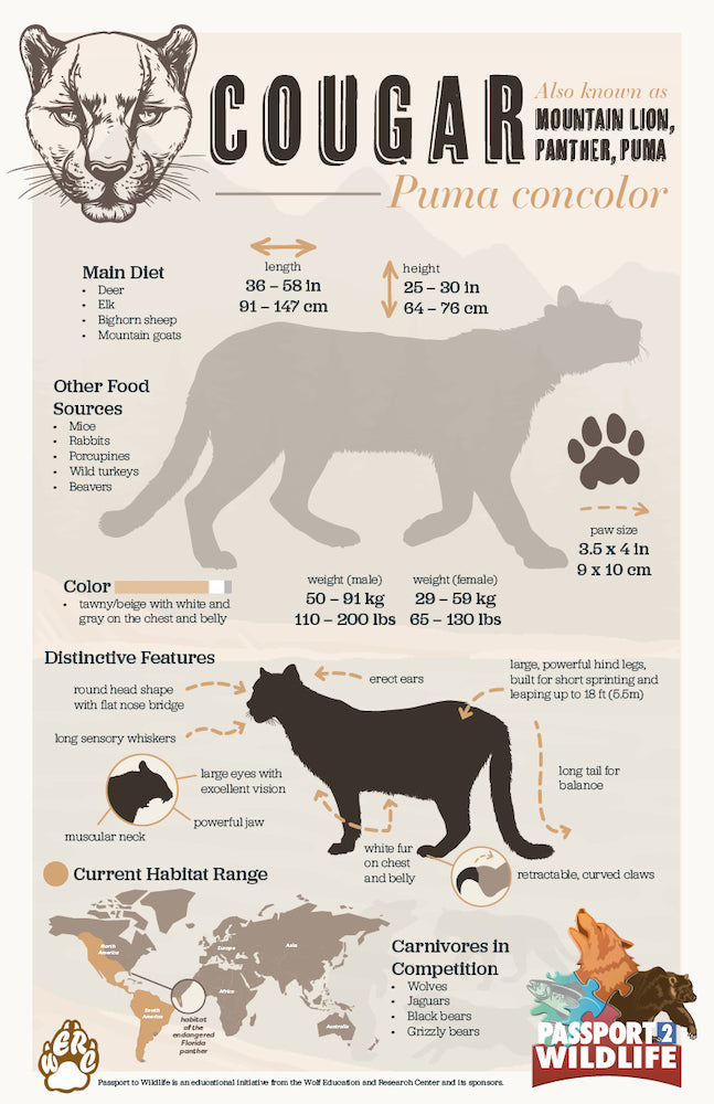 Cougar Facts 11x17 Poster