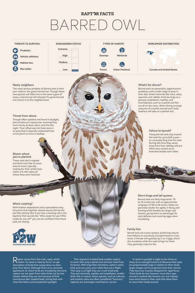 Raptor Facts: Barred Owl 11x17 Poster