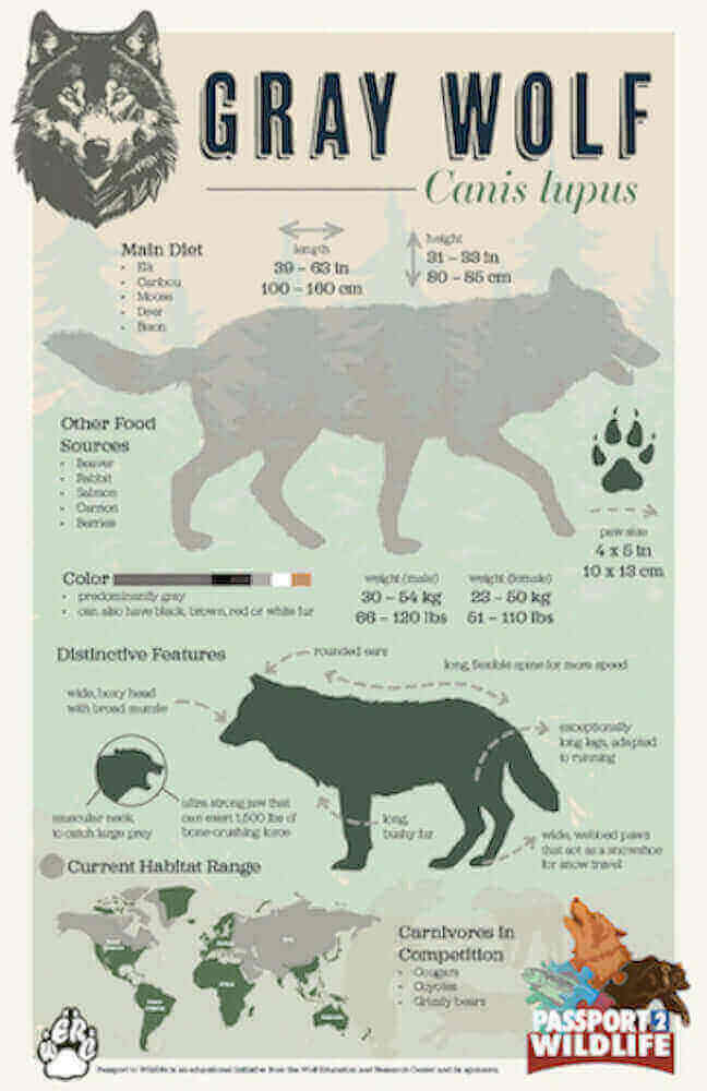 Gray Wolf Diet Gray wolf diet