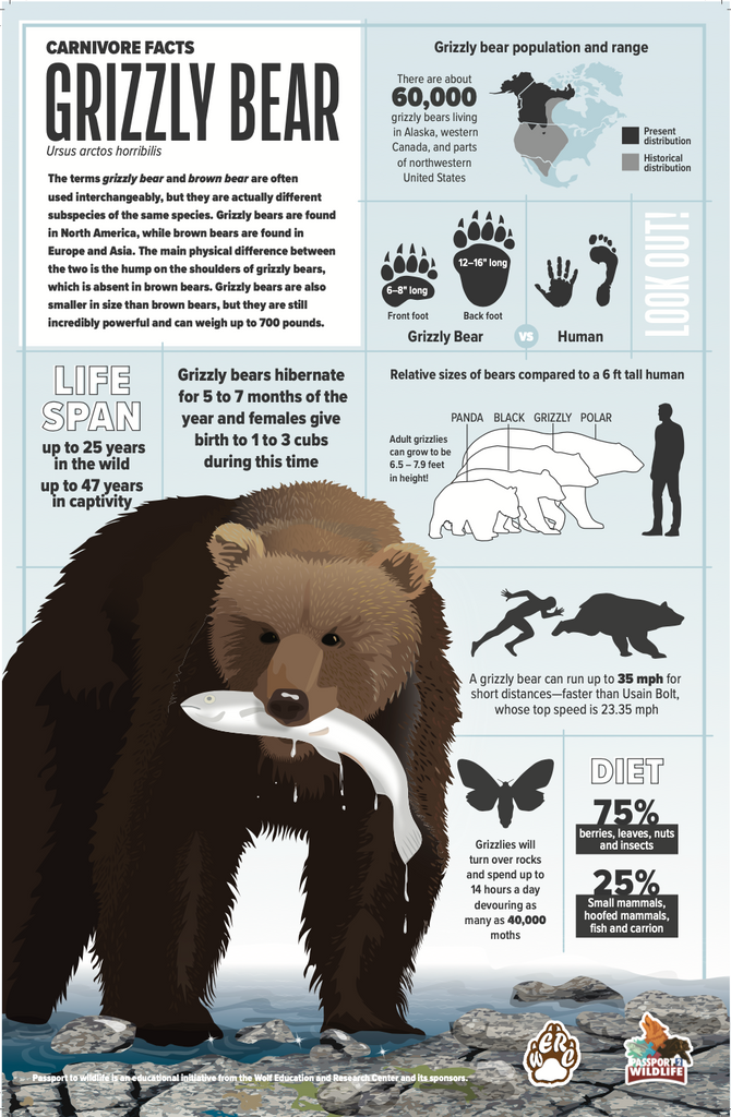 Grizzly Bear Facts 11x17 Poster