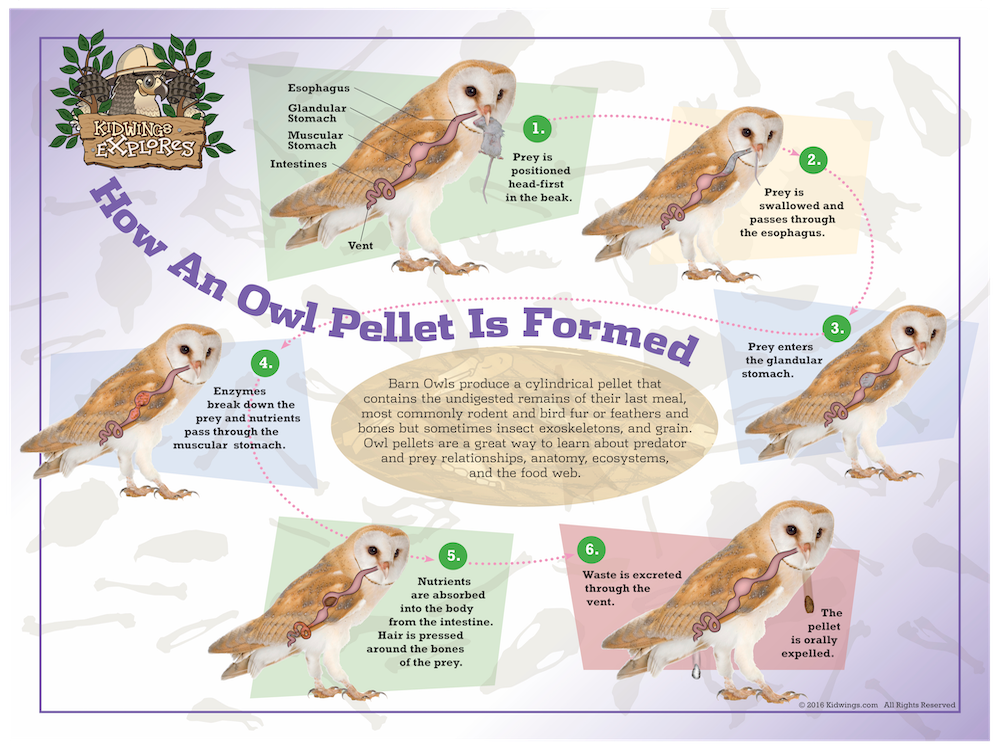 Owl Pellet Formation Poster