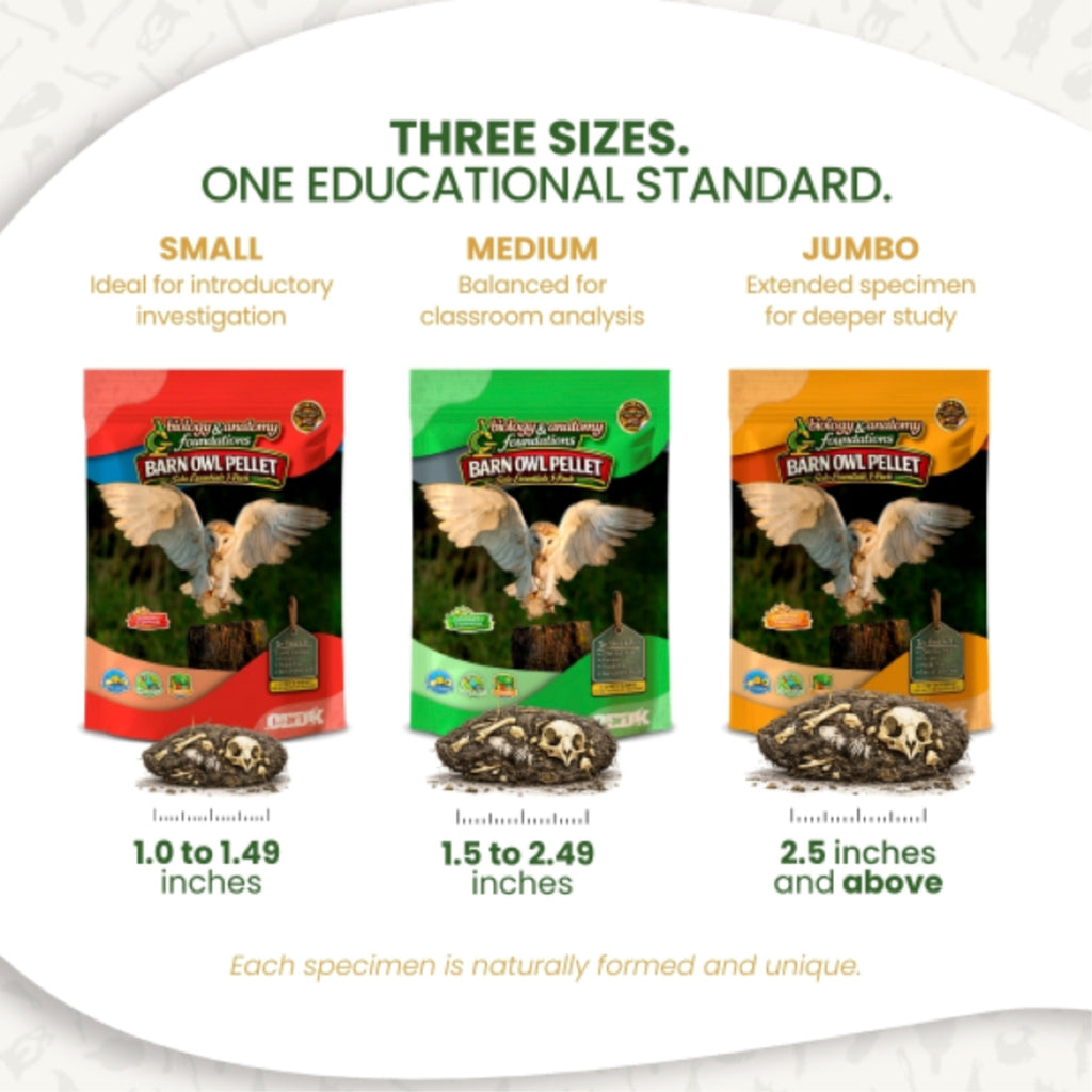 Biology & Anatomy Foundations - Solo Essentials Medium Sterilized Barn Owl Pellet Activity