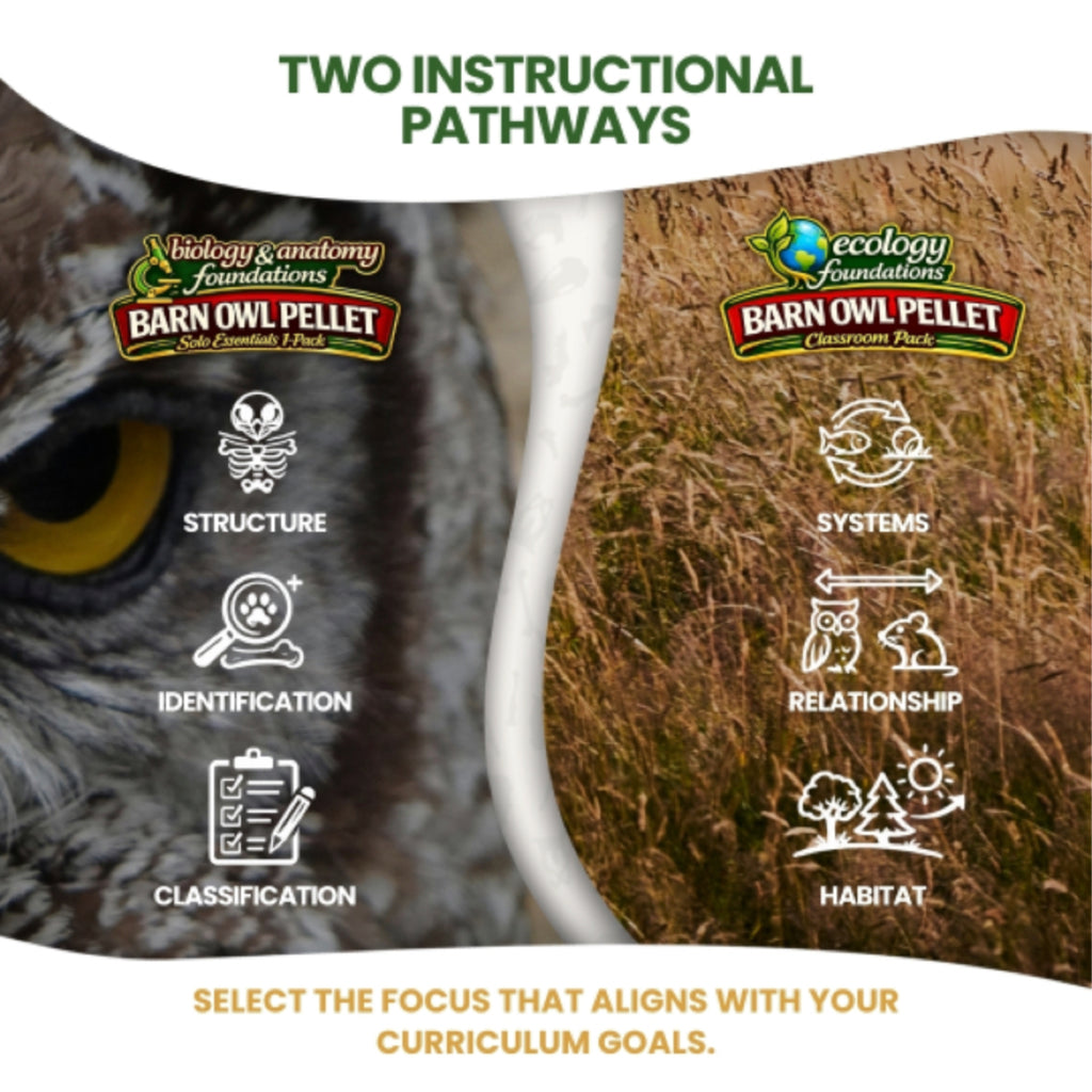 Biology & Anatomy Foundations - Solo Essentials Medium Sterilized Barn Owl Pellet Activity