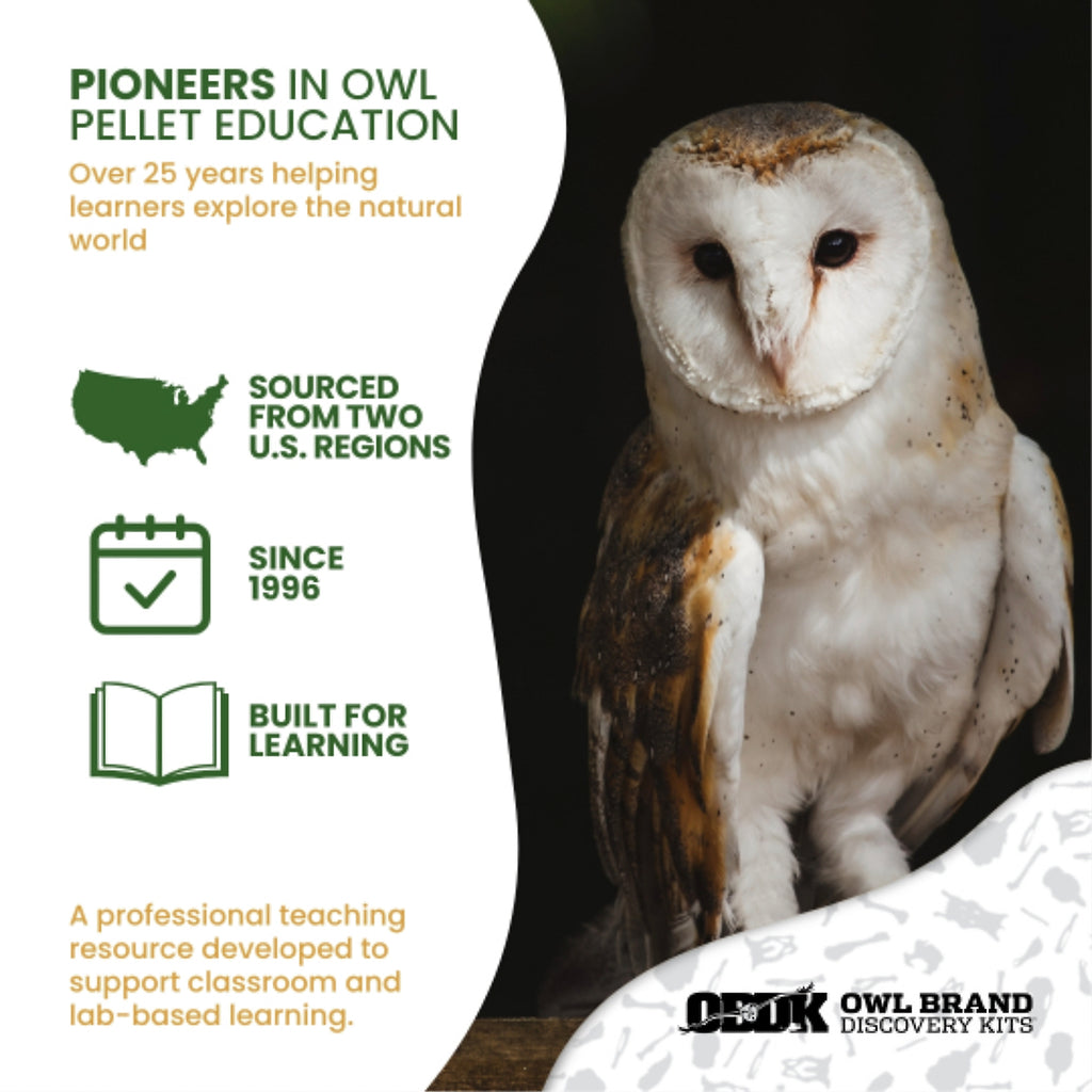 Biology & Anatomy Foundations - Solo Essentials Medium Sterilized Barn Owl Pellet Activity