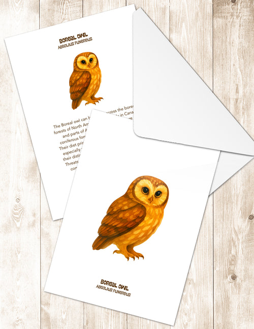 Boreal Owl Greeting Cards in 3 Styles