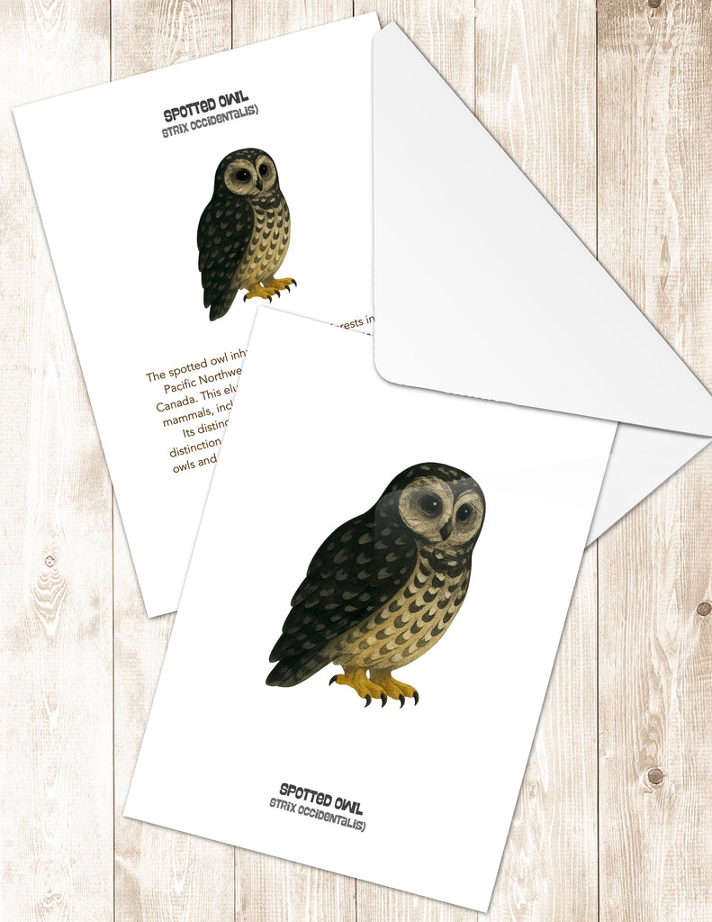 Spotted Owl Greeting Cards in 3 Styles