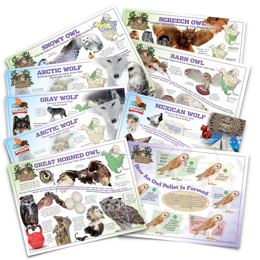 All 10 Owl and Wolf + Pellet Formation 18x24 Laminated Posters SAVE $10!