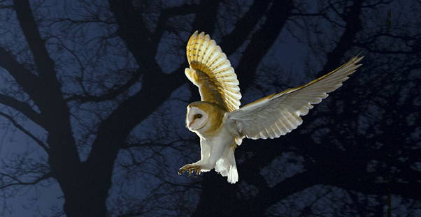 Barn owl in flight hunting at night