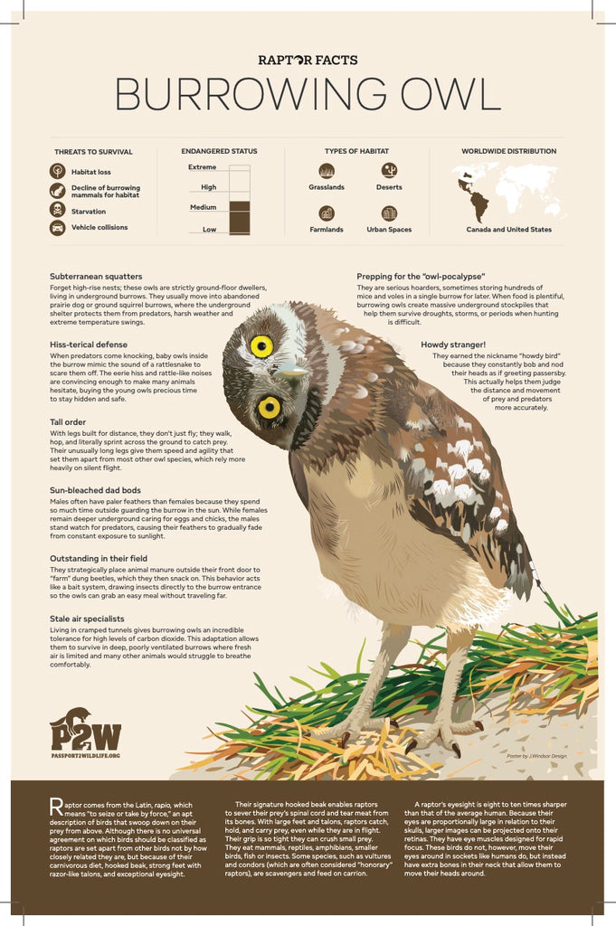 Raptor Facts: Burrowing Owl 11x17 Poster
