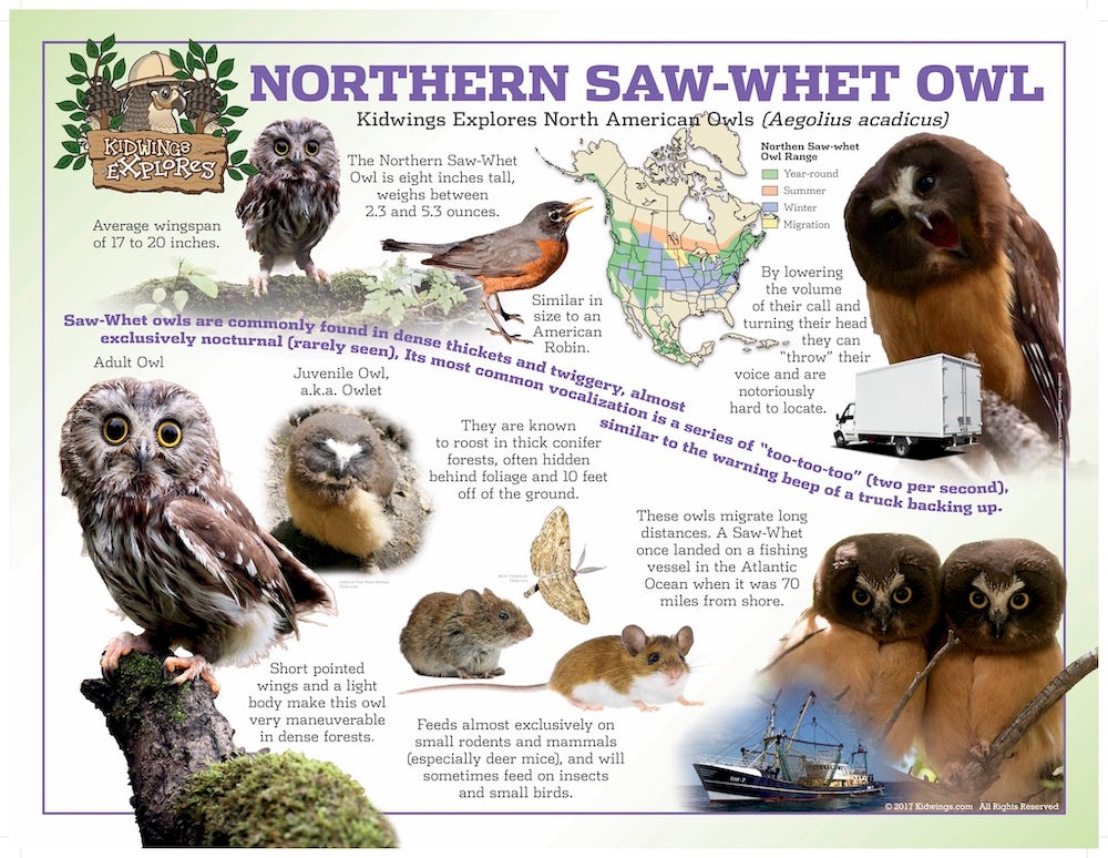 Saw-Whet Owl Laminated Poster