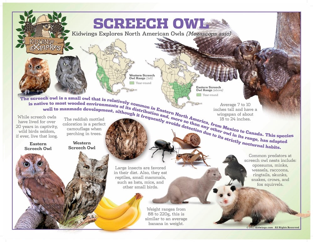 Screech Owl Poster
