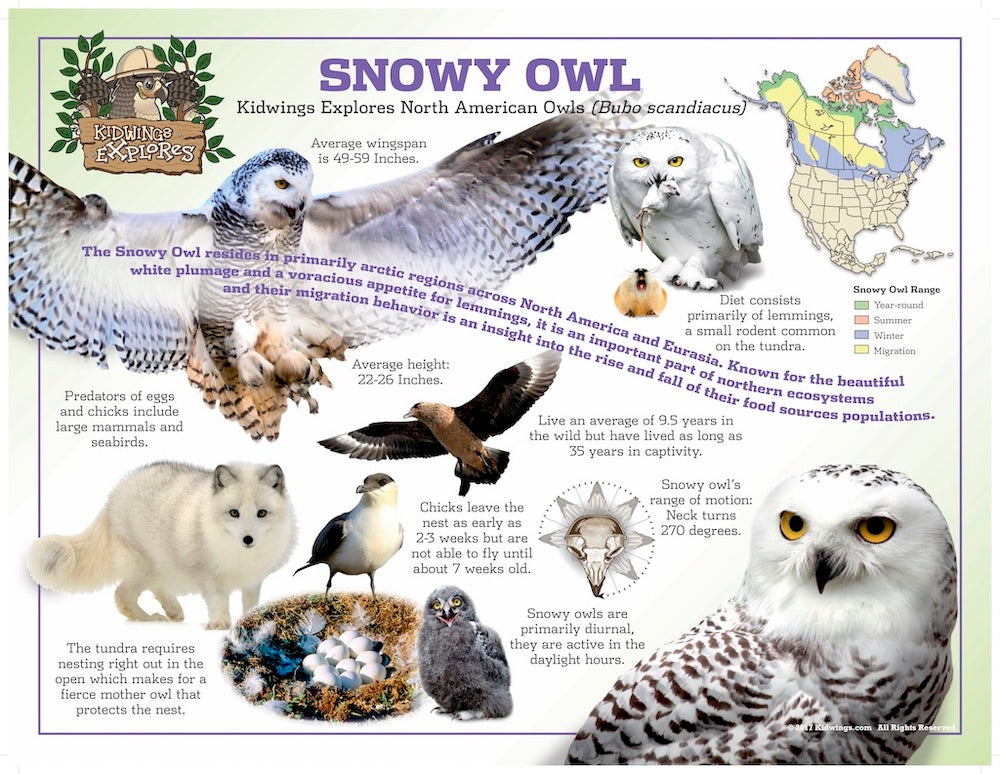 Snowy Owl Laminated Poster