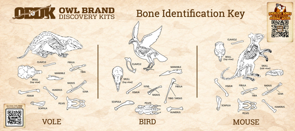 Biology & Anatomy Foundations - Solo Essentials Medium Sterilized Barn Owl Pellet Activity