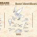 Biology & Anatomy Foundations - Solo Essentials Medium Sterilized Barn Owl Pellet Activity