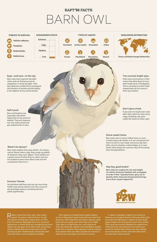 Raptor Facts: Barn Owl 11x17 Poster