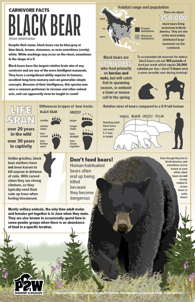 Black Bear Facts 11x17 Poster