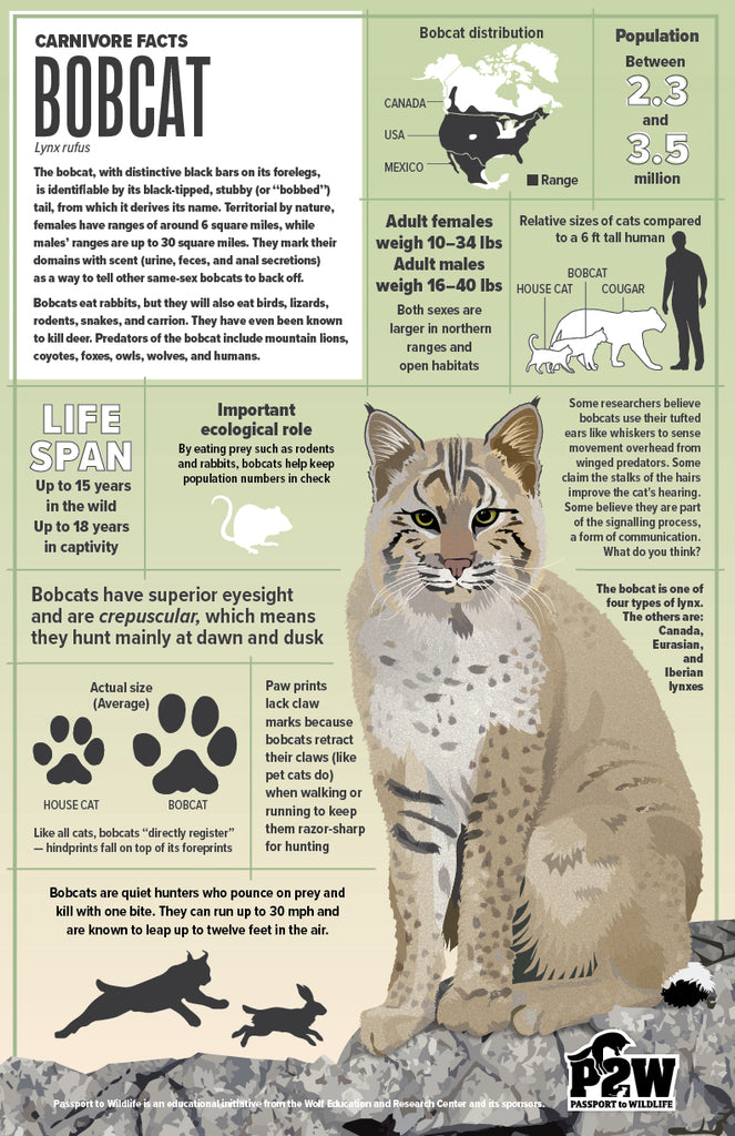 Bobcat Facts 11x17 Poster