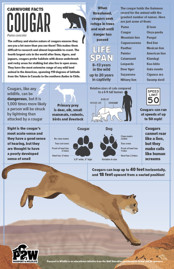 Cougar Facts 11x17 Poster