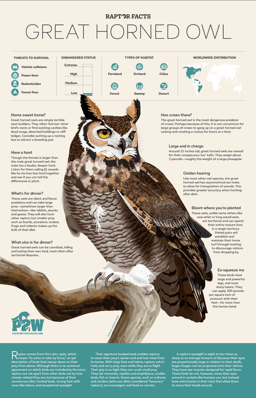 Raptor Facts: Great Horned Owl 11x17 Poster