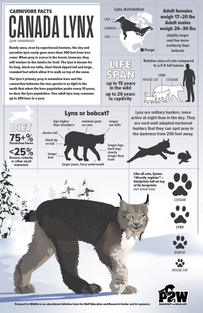 Canada Lynx Facts 11x17 Poster