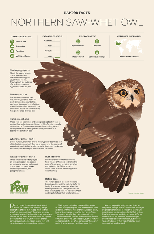 Raptor Facts: Saw-whet Owl 11x17 Poster