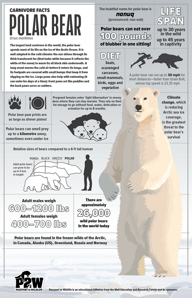 Polar Bear Facts 11x17 Poster