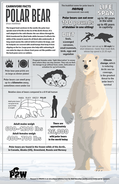 Polar Bear Facts 11x17 Poster
