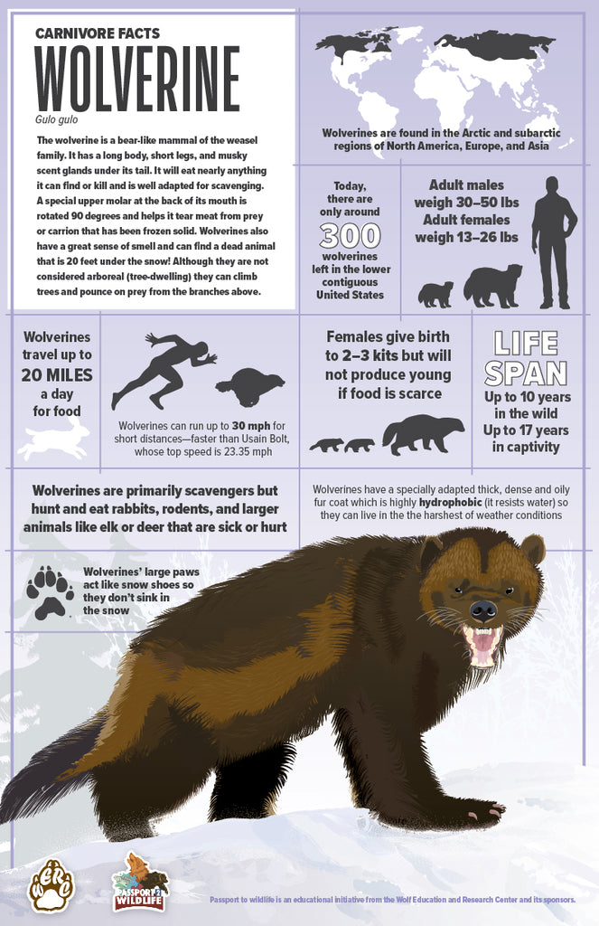 Wolverine Facts 11x17 Poster