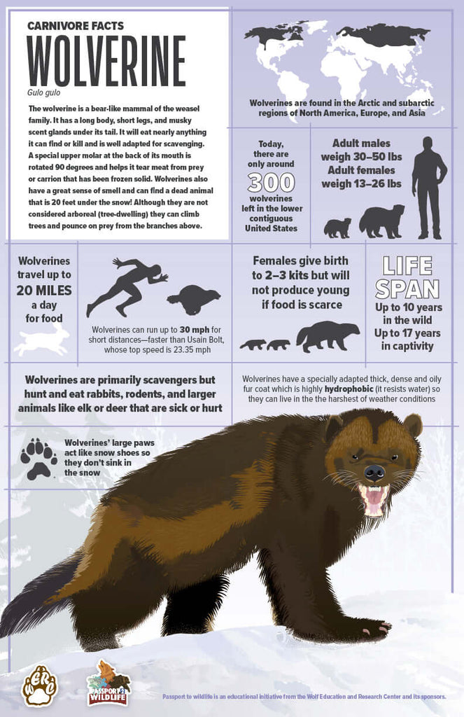 Gulo Rang Wolverine Facts 11x17 Poster – Owl Brand Discovery Kits