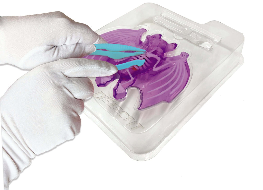 Dissect It Bat Lab – Owl Brand Discovery Kits