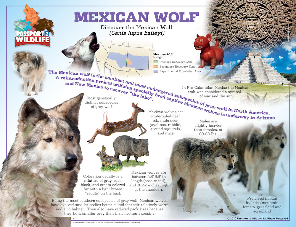 Mexican Wolf Poster