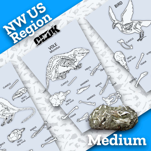 Medium NW Barn Owl Pellets + Picks