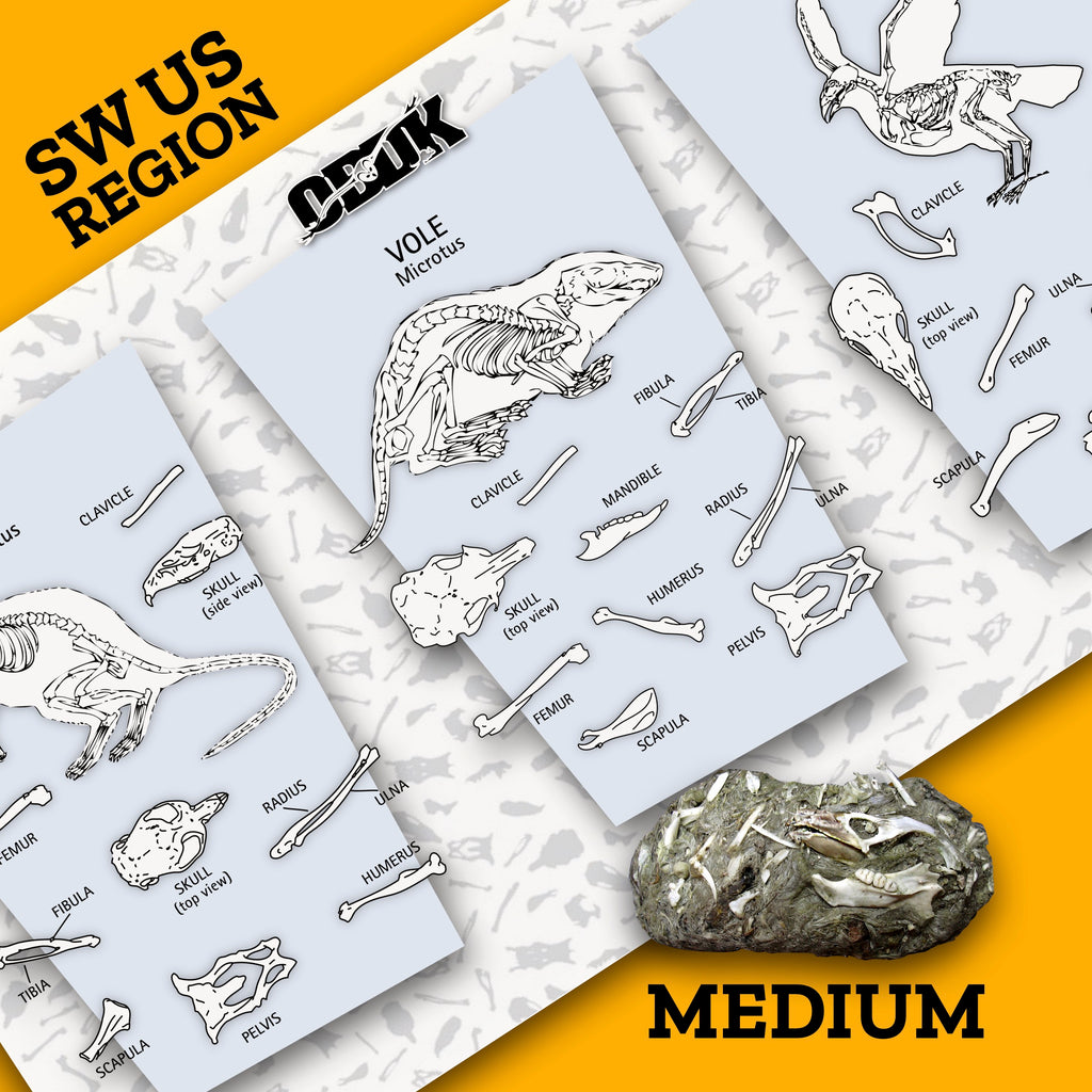 Medium SW Barn Owl Pellets + Picks