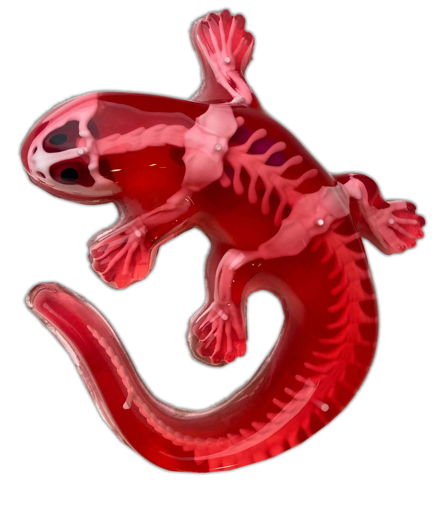 Dissect It Salamander Lab - 2 Refills! – Owl Brand Discovery Kits