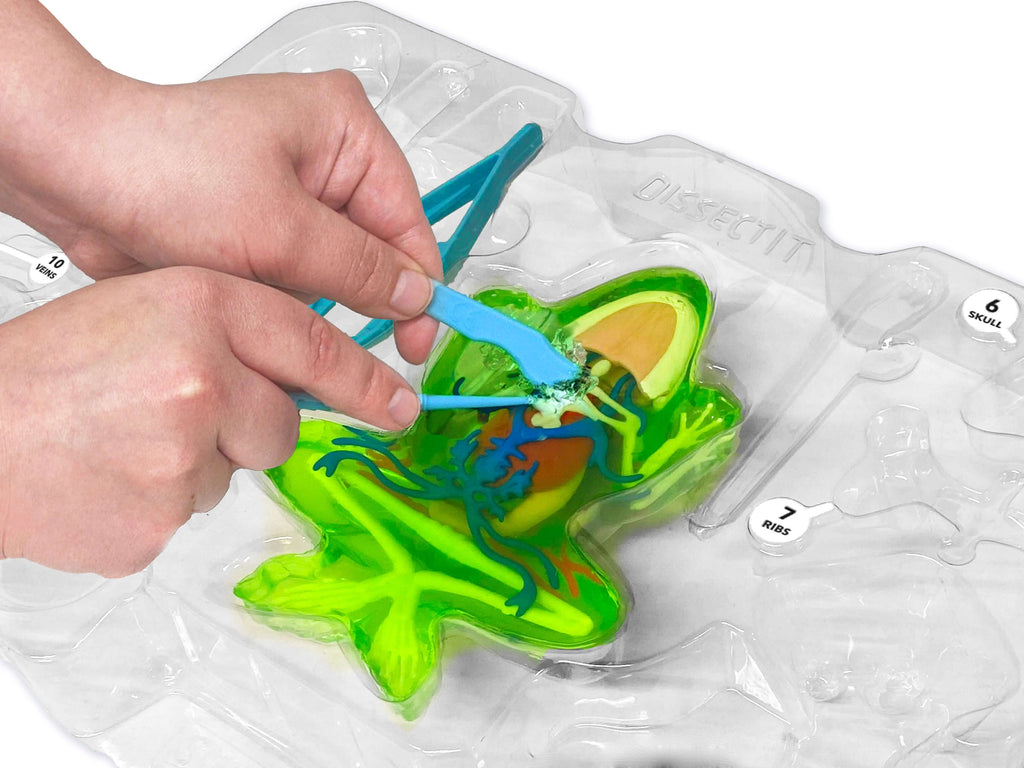 Brand Dissection Dissect It Frog Super Lab - 2 Refills! – Owl Brand Discovery Kits
